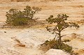  pins,sable,désert 